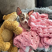 Arya a rejoint le concours — aidez-le/la à gagner de superbes lots ! puppy, chihuahua, dog, blanket, crocheted_blanket, pink_blanket, teddy_bear, stuffed_animal, couch, sofa, cozy, snuggling, pet, small_dog, ears, cute, fur, indoors, resting, comfort