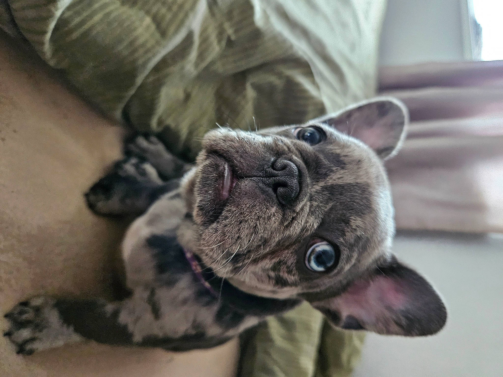 Dior joined the competition — help win amazing prizes! boston_terrier, canidae, carnivore, collar, comfort, companion_dog, dog, dog_breed, dog_collar, ear, fawn, fur, grey, pug, snout, terrestrial_animal, toy_dog, whiskers, working_animal, wrinkle