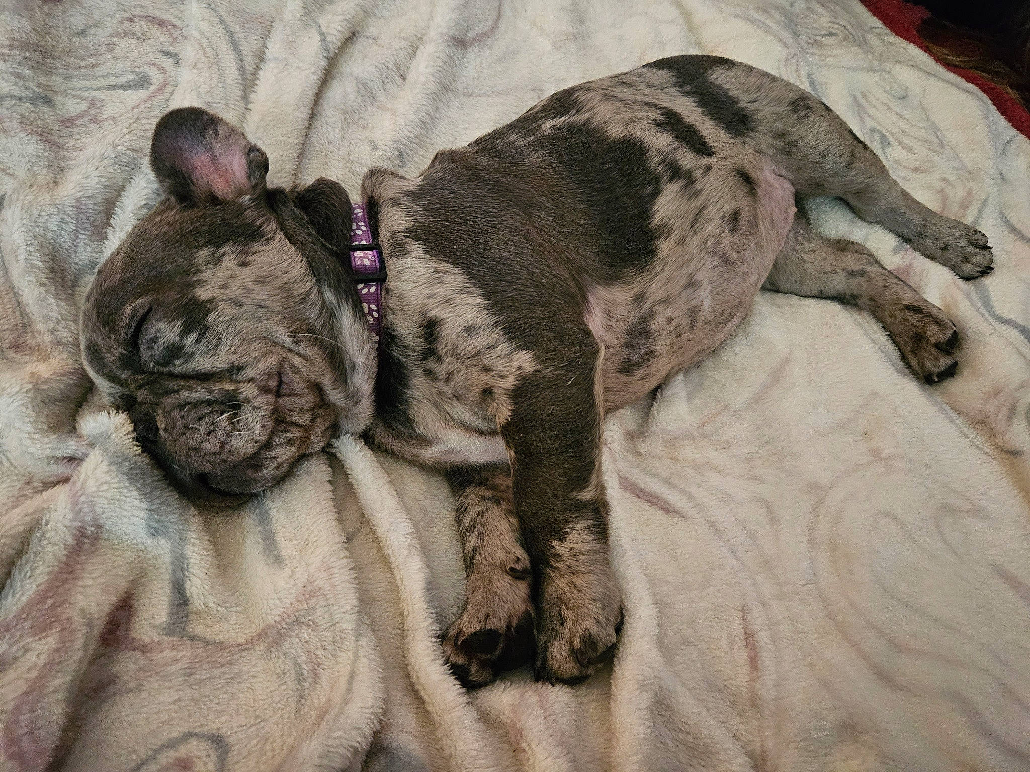 Dior is registered to the contest to win money with this photo: canidae, carnivore, comfort, companion_dog, dog, dog_breed, dog_supply, fawn, fur, grey, nap, paw, snout, sporting_group, tail, terrestrial_animal, toy_dog, treeing_tennessee_brindle, working_animal, wrinkle