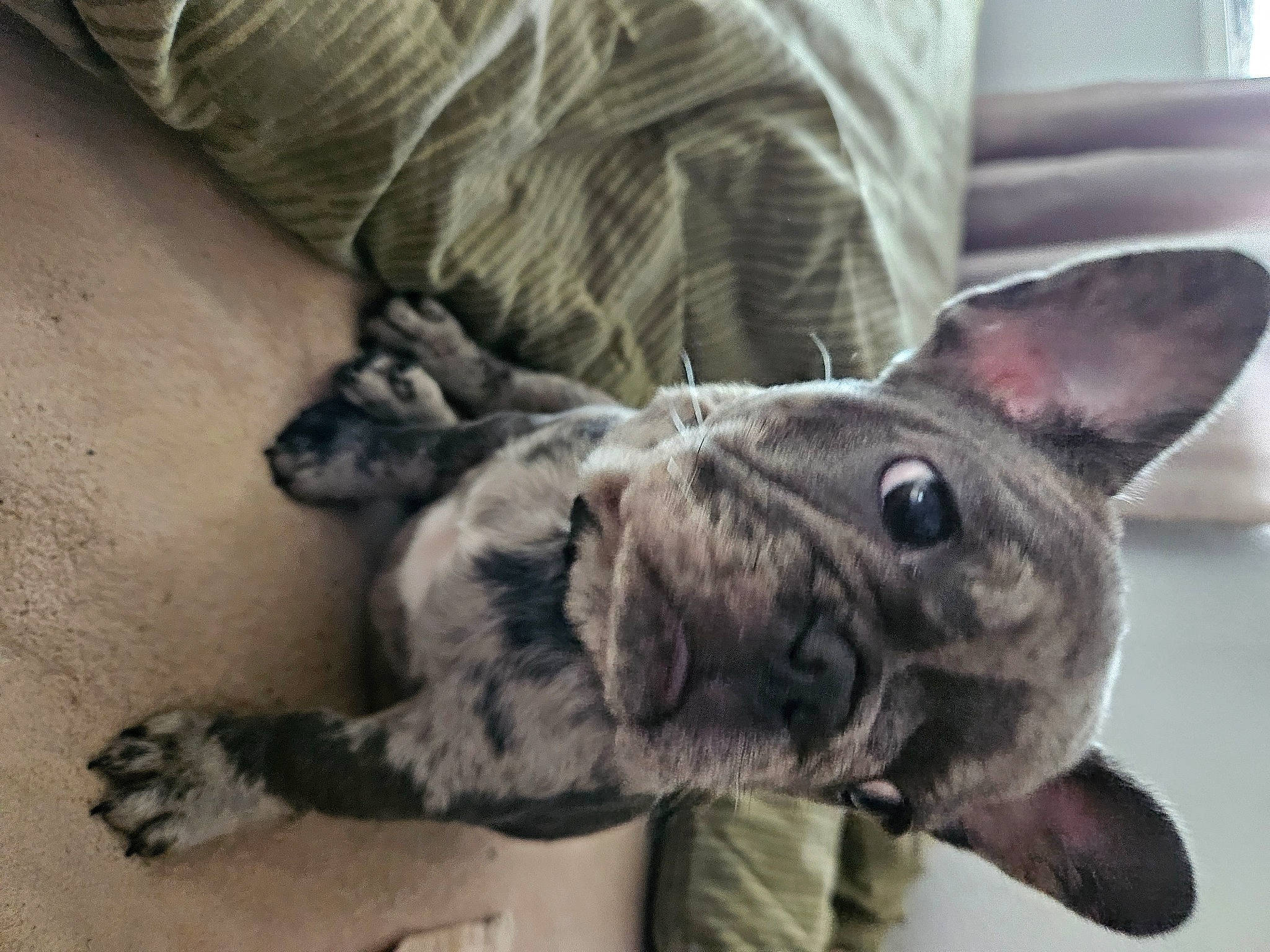 Dior joined the competition — help win amazing prizes! canidae, carnivore, collar, comfort, companion_dog, couch, dog, dog_breed, ear, fawn, felidae, fur, grey, small_to_medium_sized_cats, snout, sporting_group, tail, terrestrial_animal, whiskers, working_animal