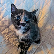 Vixen joined the competition — help win amazing prizes! animal, bed, blanket, blue_eyes, cat, closeup, cute, fur, indoors, kitten, paw, pet, playful, pointed_ears, portrait, quilt, sitting, soft_lighting, tortoiseshell, whiskers