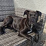 Tyson a rejoint le concours — aidez-le/la à gagner de superbes lots ! dog, black_dog, outdoor, woven_chair, pet, animal, sunlight, relaxed, resting, fur, portrait, canine, paw, ears, nose, face, texture, wall, daytime, companion