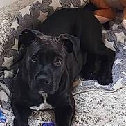 Tyson participe au concours pour gagner de l'argent avec cette photo : puppy, dog, black_dog, blanket, star_pattern, plush_toy, indoor, pet, cute, fur, lying_down, looking_at_camera, cozy, soft_texture, animal, young_dog, resting, bed, fur_texture, companion