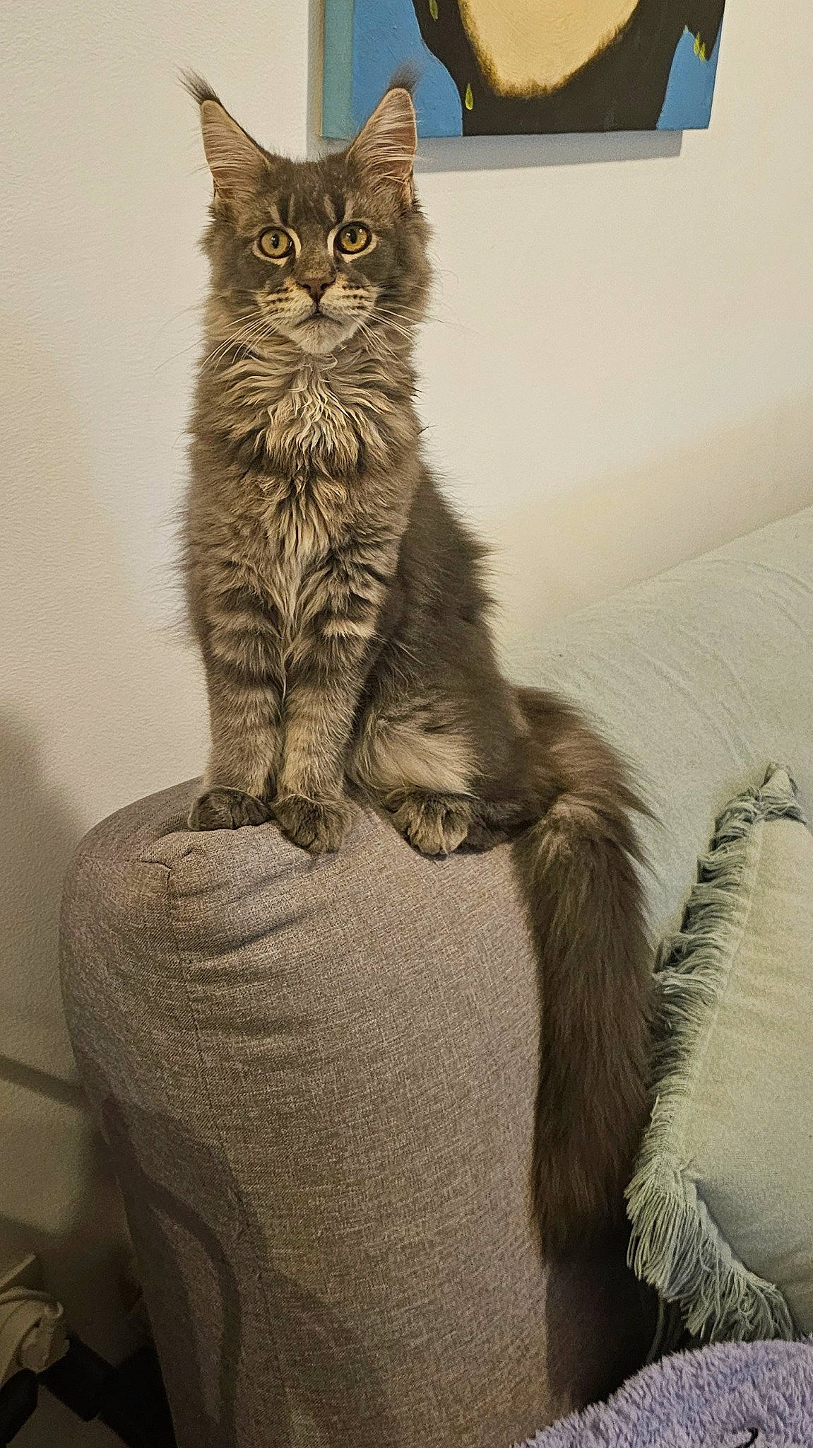 Uno a rejoint le concours — aidez-le/la à gagner de superbes lots ! carnivore, cat, cat_furniture, claw, comfort, domestic_short_haired_cat, felidae, fur, gesture, grey, monochrome, monochrome_photography, paw, sitting, small_to_medium_sized_cats, snout, tail, tree, whiskers, window