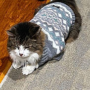 Mr Wiggles joined the competition — help win amazing prizes! cat, animal, pet, furry, sweater, clothing, indoor, carpet, wood_floor, resting, cozy, cute, fluffy, mammal, domestic, whiskers, tail, sleepy, patterned_clothing, relaxed