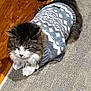 cat, animal, pet, furry, sweater, clothing, indoor, carpet, wood_floor, resting, cozy, cute, fluffy, mammal, domestic, whiskers, tail, sleepy, patterned_clothing, relaxed