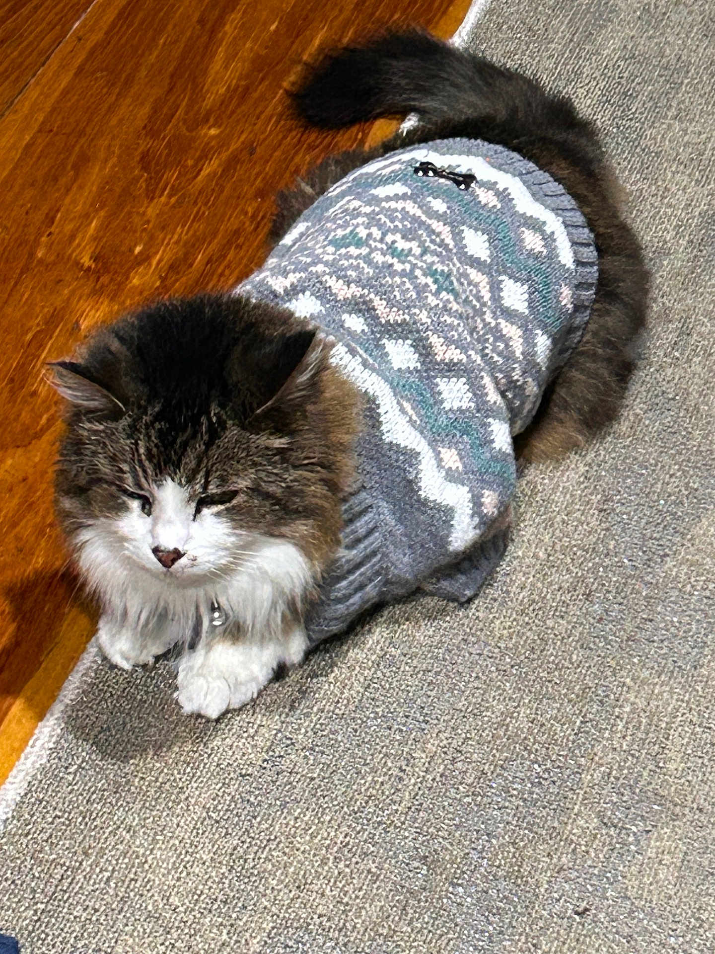 Mr Wiggles joined the competition — help win amazing prizes! cat, animal, pet, furry, sweater, clothing, indoor, carpet, wood_floor, resting, cozy, cute, fluffy, mammal, domestic, whiskers, tail, sleepy, patterned_clothing, relaxed