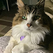 Bob is registered to the contest to win money with this photo: accessories, angora, animal, bed, bedroom, cat, couch, cushion, face, furniture, head, homedecor, indoors, kitten, manx, person, pet, photography, portrait, room
