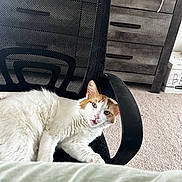 Missy joined the competition — help win amazing prizes! cat, white_cat, orange_cat, office_chair, mesh_chair, carpet, dresser, furniture, indoor, pet, fur, relaxed, looking_up, animal, domestic_cat, home, cozy, black_chair, carpeted_floor, resting