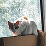 Missy joined the competition — help win amazing prizes! cat, window, sunlight, cardboard_box, indoor, animal, fur, orange, white, pet, curious, perched, backlit, glass, dirty, daylight, tail, looking, box, quiet
