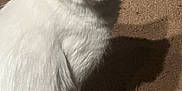 Missy joined the competition — help win amazing prizes! cat, orange, white, pet, animal, fur, meow, carpet, indoor, shadow, cute, mammal, whiskers, ears, face, expression, domestic, feline, looking, mouth_open
