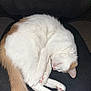 Missy joined the competition — help win amazing prizes! cat, sleeping, curled_up, white_fur, orange_fur, pink_paw_pads, pink_nose, feline, resting, chair, black_chair, mesh_chair, indoor, pet, cute, cozy, fur, animal, domestic_cat, nap