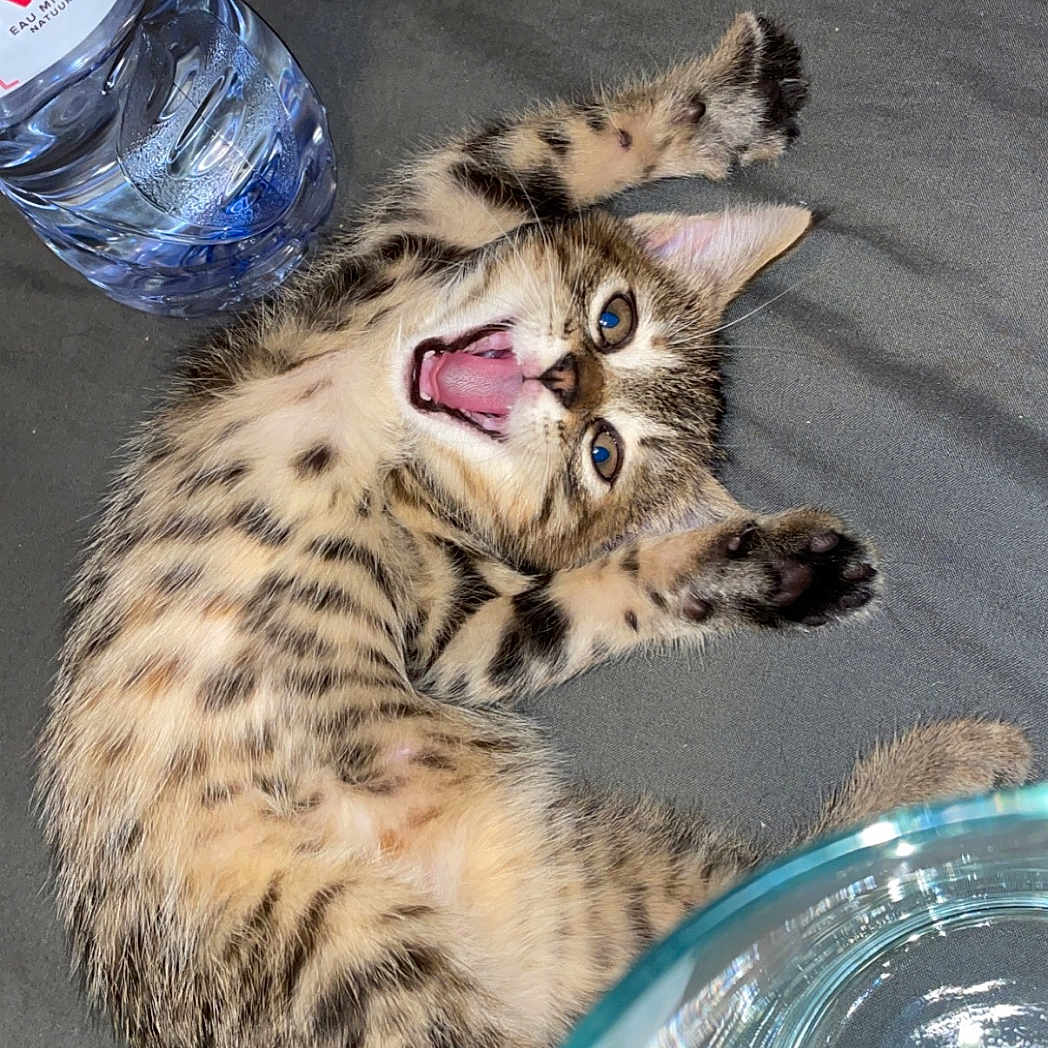 Démon a rejoint le concours — aidez-le/la à gagner de superbes lots ! abyssinian, alcohol, alloywheel, animal, beer, beverage, bottle, can, car, carwheel, cat, kitten, machine, manx, mineralwater, ocelot, pet, spoke, tin, waterbottle