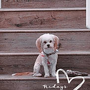 Daidy joined the competition — help win amazing prizes! dog, stairs, wood, pet, toy, small_dog, sitting, indoor, brown, white, fur, collar, calm, cute, animal, portrait, wooden_stairs, looking, floor, playful