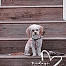 dog, stairs, wood, pet, toy, small_dog, sitting, indoor, brown, white, fur, collar, calm, cute, animal, portrait, wooden_stairs, looking, floor, playful