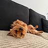 César participe au concours pour gagner de l'argent avec cette photo : dog, puppy, small_dog, lying_down, upside_down, couch, sofa, beige, black, fur, pet, cute, indoor, relaxing, looking_at_camera, fluffy, texture, cozy, home, animal