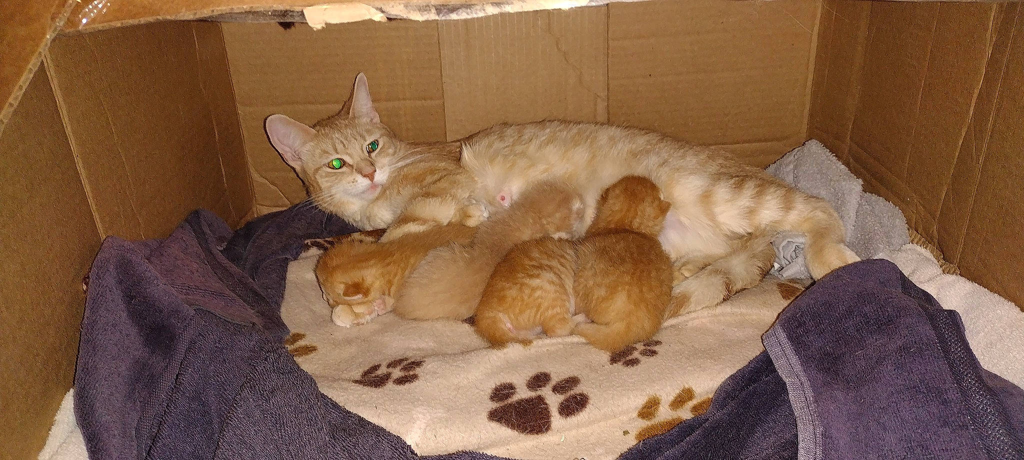 Peanut joined the competition — help win amazing prizes! carnivore, cat, cat_bed, cat_supply, comfort, domestic_short_haired_cat, fawn, felidae, fur, nap, paw, pet_supply, small_to_medium_sized_cats, tail, terrestrial_animal, whiskers