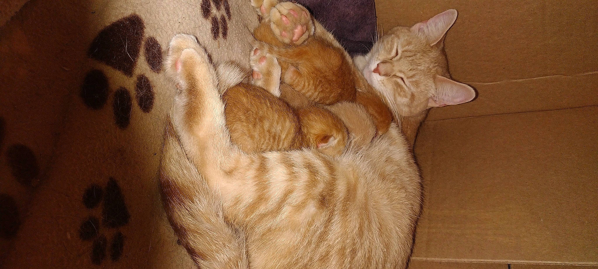 Peanut joined the competition — help win amazing prizes! canidae, carnivore, cat, cat_bed, claw, comfort, domestic_short_haired_cat, fawn, felidae, foot, fur, hardwood, nap, paw, sleep, small_to_medium_sized_cats, tail, tree, whiskers, wood