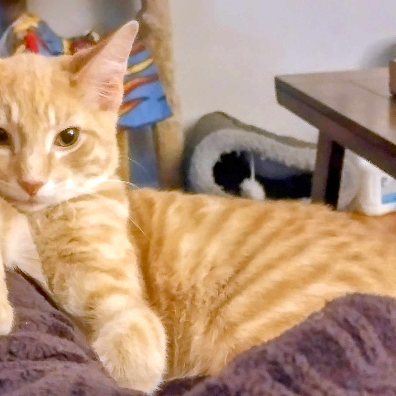 Tigger Jr is registered to the contest to win money with this photo: abyssinian, animal, architecture, blanket, building, cat, couch, desk, furniture, hardwood, indoors, kitten, livingroom, manx, pet, plywood, room, shelf, table, wood