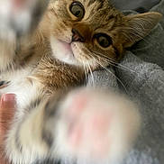 Jade is registered to the contest to win money with this photo: cat, kitten, tabby, paw, closeup, cute, pet, feline, whiskers, eyes, fur, indoor, cozy, blanket, hand, playing, soft, young, animal, curious