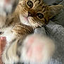 cat, kitten, tabby, paw, closeup, cute, pet, feline, whiskers, eyes, fur, indoor, cozy, blanket, hand, playing, soft, young, animal, curious