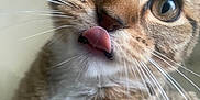Jade joined the competition — help win amazing prizes! cat, tabby, close_up, whiskers, tongue_out, curious, pet, animal, feline, face, fur, eyes, indoor, cute, playful, muzzle, nose, portrait, young_cat, domestic_cat