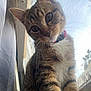 Jade is registered to the contest to win money with this photo: cat, tabby, pet, animal, curious, whiskers, collar, indoor, window, closeup, feline, cute, young, fur, ears, eyes, portrait, domestic, mammal, sitting