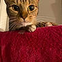 Jade is registered to the contest to win money with this photo: cat, tabby, animal, pet, whiskers, paws, curious, indoor, closeup, feline, cute, eyes, fur, resting, blanket, red, cozy, soft, domestic, mammal