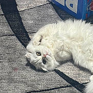 Isabelle joined the competition — help win amazing prizes! cat, white_cat, fluffy_cat, pet, indoor, carpet, gray_carpet, patterned_carpet, pepsi_box, blue_box, fur, cute, relaxed, lying_down, floor, domestic_animal, whiskers, playful, animal, closeup