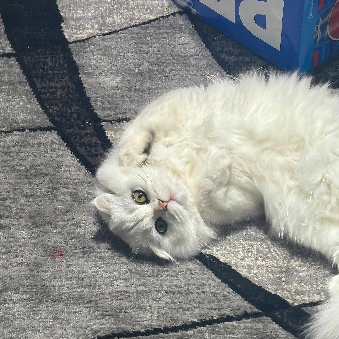 Isabelle joined the competition — help win amazing prizes! cat, white_cat, fluffy_cat, pet, indoor, carpet, gray_carpet, patterned_carpet, pepsi_box, blue_box, fur, cute, relaxed, lying_down, floor, domestic_animal, whiskers, playful, animal, closeup