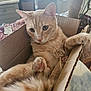 Charlie joined the competition — help win amazing prizes! cat, orange_tabby, cardboard_box, pet, indoor, feline, paws, stretching, relaxed, curious, household, window, natural_light, fur, whiskers, close_up, domestic_animal, table, cozy, comfortable