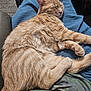cat, ginger_cat, sleeping, lap, person, blue_shorts, camo_shirt, indoor, cozy, relaxed, feline, pet, domestic_animal, fur, whiskers, paws, resting, comfort, animal, closeup