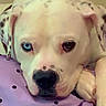 animal, close_up, cute, dog, ears, face, heart_doodle, heterochromia, indoor, lying_down, nose, paw, pet, polka_dots, portrait, purple_pillow, relaxed, resting, unique_eyes, white_dog