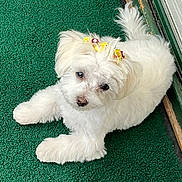 Sophie is registered to the contest to win money with this photo: dog, white_dog, fluffy, pet, bow, yellow_bow, carpet, green_carpet, cute, animal, domestic_animal, lying_down, small_dog, fur, ears, tail, indoor, looking_up, adorable, companion