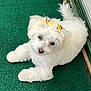 dog, white_dog, fluffy, pet, bow, yellow_bow, carpet, green_carpet, cute, animal, domestic_animal, lying_down, small_dog, fur, ears, tail, indoor, looking_up, adorable, companion