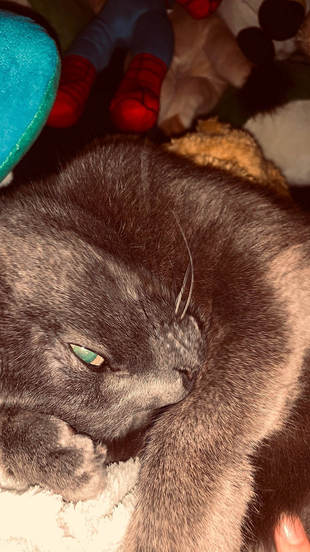 Tommy a rejoint le concours — aidez-le/la à gagner de superbes lots ! black_cat, carnivore, cat, claw, comfort, domestic_short_haired_cat, felidae, fur, nap, paw, sleep, small_to_medium_sized_cats, snout, tail, terrestrial_animal, whiskers