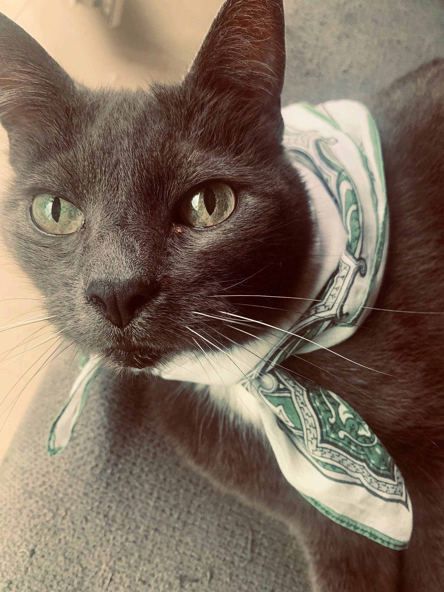 Tommy a rejoint le concours — aidez-le/la à gagner de superbes lots ! black_cat, carnivore, cat, cat_supply, comfort, domestic_short_haired_cat, felidae, fur, grey, paw, small_to_medium_sized_cats, snout, tail, whiskers