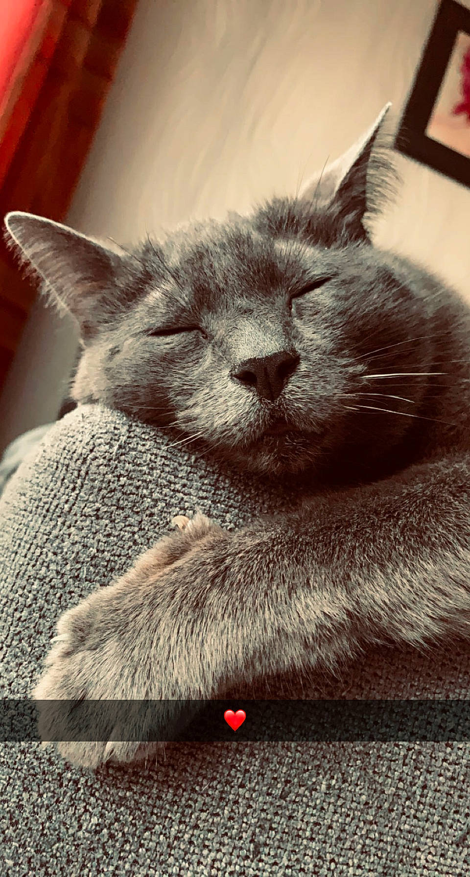 Tommy a rejoint le concours — aidez-le/la à gagner de superbes lots ! carnivore, cat, cat_supply, claw, close_up, comfort, domestic_short_haired_cat, felidae, fur, grey, paw, photo_caption, russian_blue, small_to_medium_sized_cats, snout, terrestrial_animal, whiskers