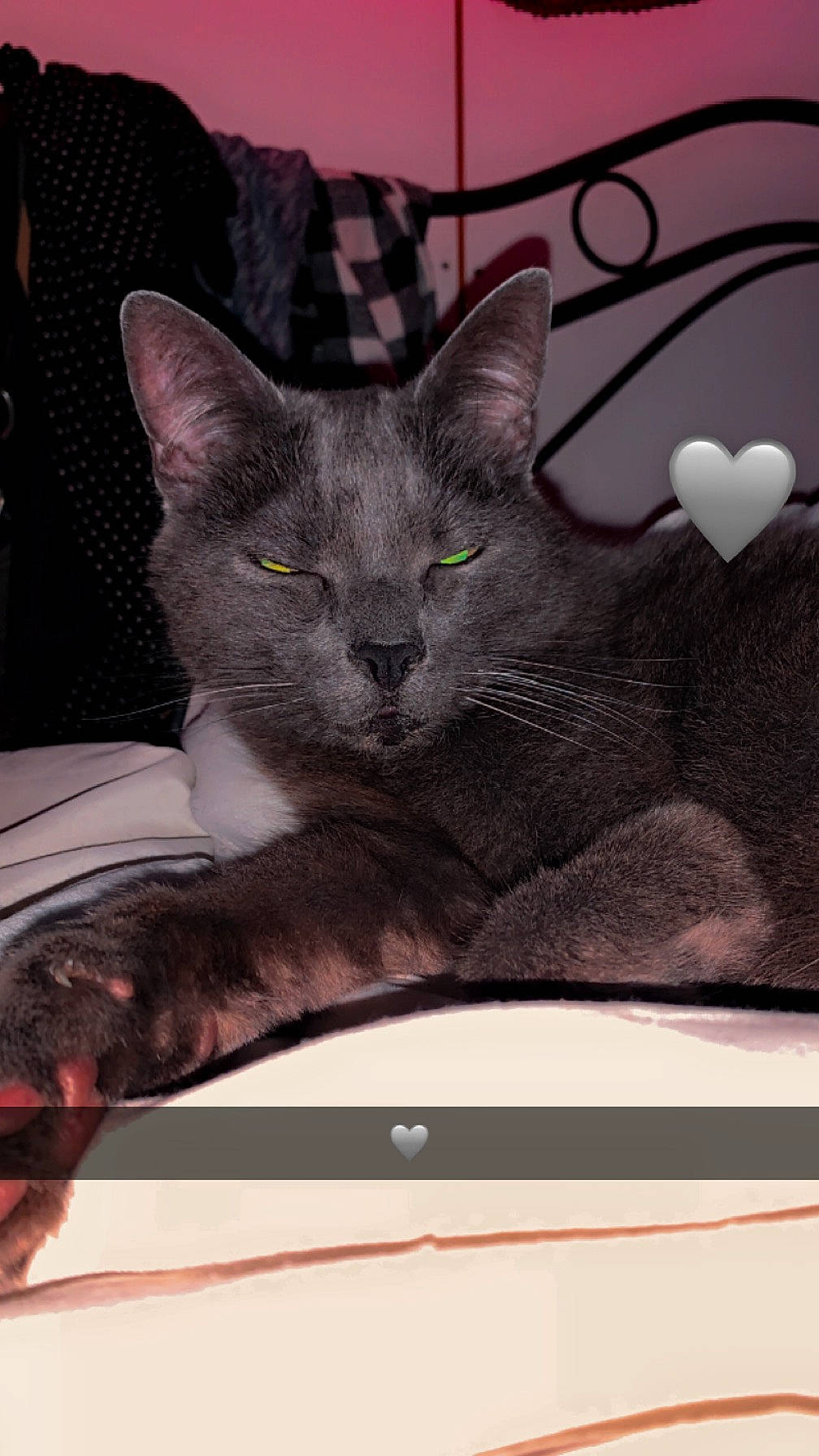 Tommy a rejoint le concours — aidez-le/la à gagner de superbes lots ! carnivore, cat, comfort, domestic_short_haired_cat, felidae, fur, gesture, grey, paw, photo_caption, russian_blue, small_to_medium_sized_cats, snout, tail, whiskers