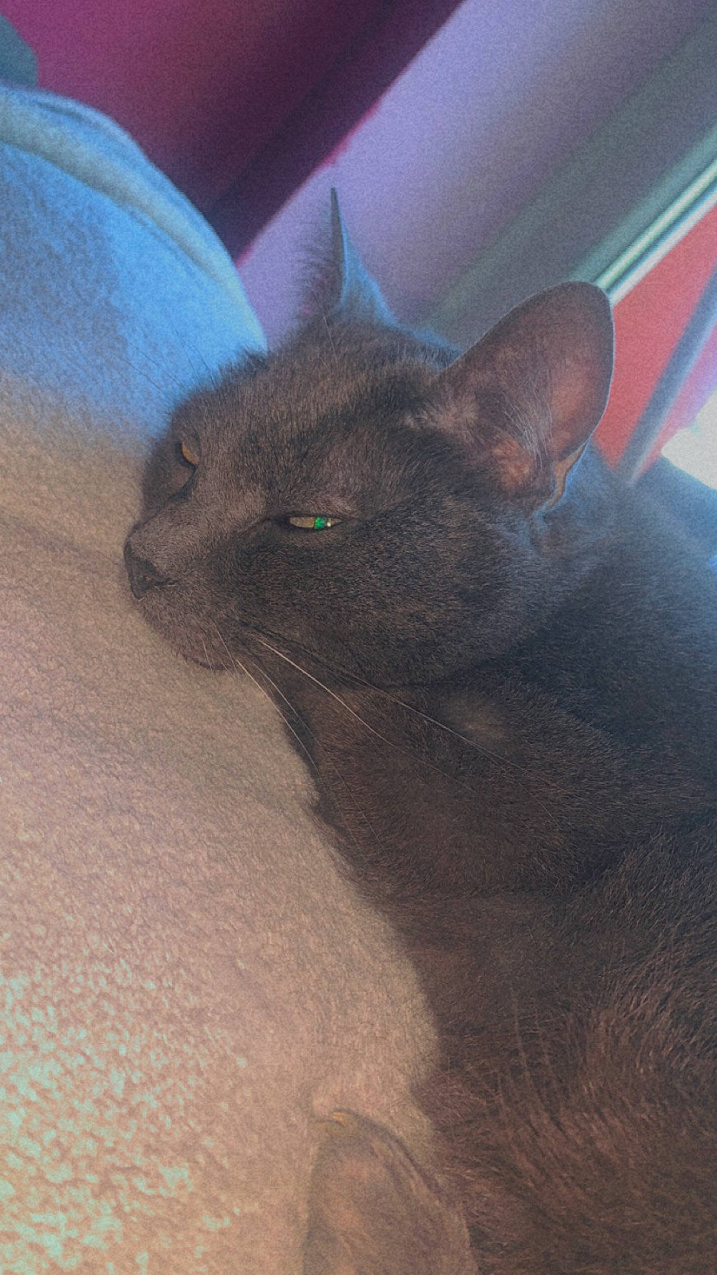 Tommy a rejoint le concours — aidez-le/la à gagner de superbes lots ! black_cat, canidae, carnivore, cat, claw, comfort, domestic_short_haired_cat, fawn, felidae, fur, grey, human_leg, leg, paw, small_to_medium_sized_cats, snout, tail, terrestrial_animal, whiskers, wildlife