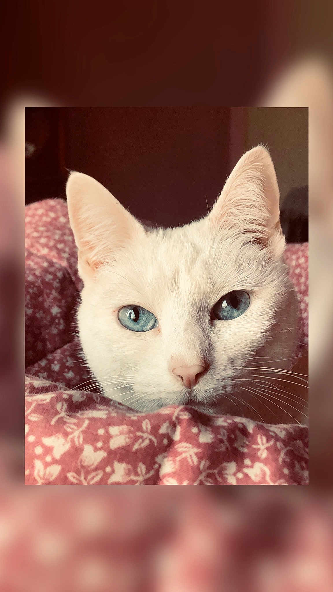 Kitty