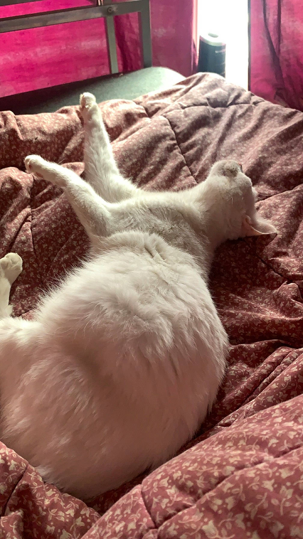 Kitty a rejoint le concours — aidez-le/la à gagner de superbes lots ! carnivore, cat, claw, comfort, companion_dog, couch, dog_breed, fawn, felidae, fur, linens, nap, paw, room, small_to_medium_sized_cats, snout, sporting_group, tail, textile, whiskers