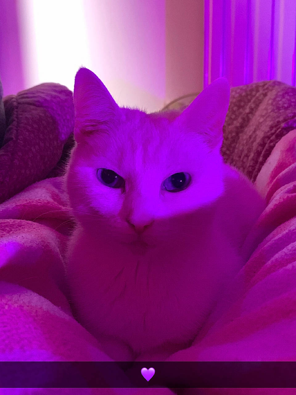 Kitty a rejoint le concours — aidez-le/la à gagner de superbes lots ! carnivore, cat, comfort, domestic_short_haired_cat, electric_blue, fawn, felidae, fur, iris, magenta, pattern, pink, purple, small_to_medium_sized_cats, snout, violet, whiskers