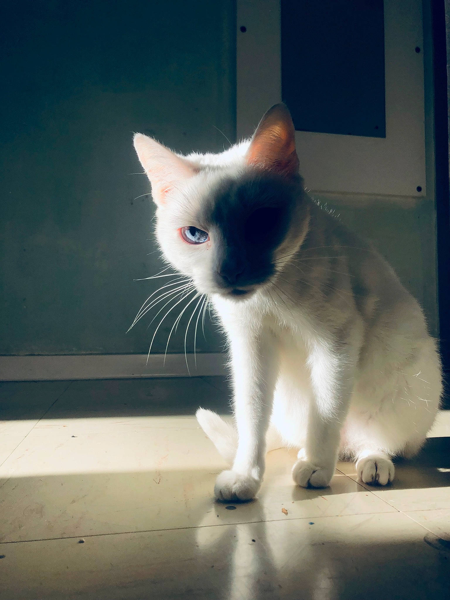 Kitty participe au concours pour gagner de l'argent avec cette photo : art, carnivore, cat, domestic_short_haired_cat, fawn, felidae, flooring, fur, human_leg, mammal, paw, rectangle, small_to_medium_sized_cats, square, tail, whiskers, window