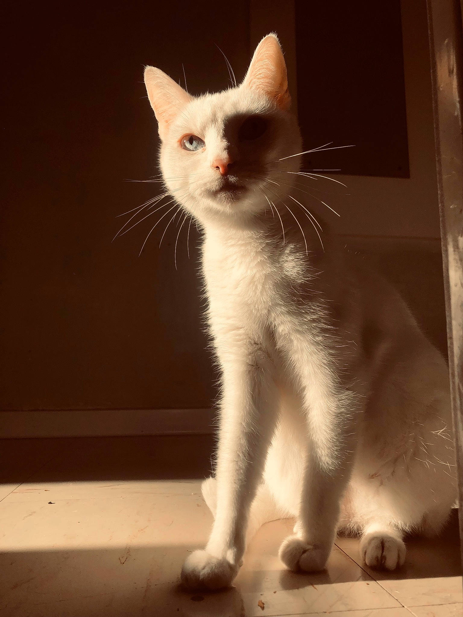 Kitty a rejoint le concours — aidez-le/la à gagner de superbes lots ! carnivore, cat, claw, darkness, domestic_short_haired_cat, fawn, felidae, flooring, foot, fur, leg, paw, photo_caption, sitting, small_to_medium_sized_cats, snout, tail, whiskers, window, wood