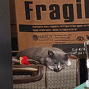 Tsuki is registered to the contest to win money with this photo: animal, cardboard_box, cat, closeup, cozy, feline, gray_cat, home, indoor, kitten, lounging, packaging, pet, quiet, resting, sleeping, soft_light, suitcase, tassel, white_cat