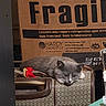 animal, cardboard_box, cat, closeup, cozy, feline, gray_cat, home, indoor, kitten, lounging, packaging, pet, quiet, resting, sleeping, soft_light, suitcase, tassel, white_cat