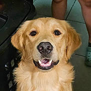 Bear is registered to the contest to win money with this photo: golden_retriever, dog, puppy, pet, animal, canine, portrait, indoor, floor_tiles, legs, footwear, crocs, smiling, cute, fur, nose, ears, teeth, happy, closeup