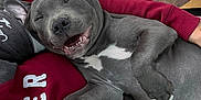 Aïko participe au concours pour gagner de l'argent avec cette photo : puppy, dog, gray_dog, smiling, sleeping, happy, pet, cute, lying_down, human, clothing, hoodie, red_hoodie, hand, pillow, wood_floor, indoor, close_up, relaxed, cozy