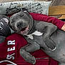 puppy, dog, gray_dog, smiling, sleeping, happy, pet, cute, lying_down, human, clothing, hoodie, red_hoodie, hand, pillow, wood_floor, indoor, close_up, relaxed, cozy